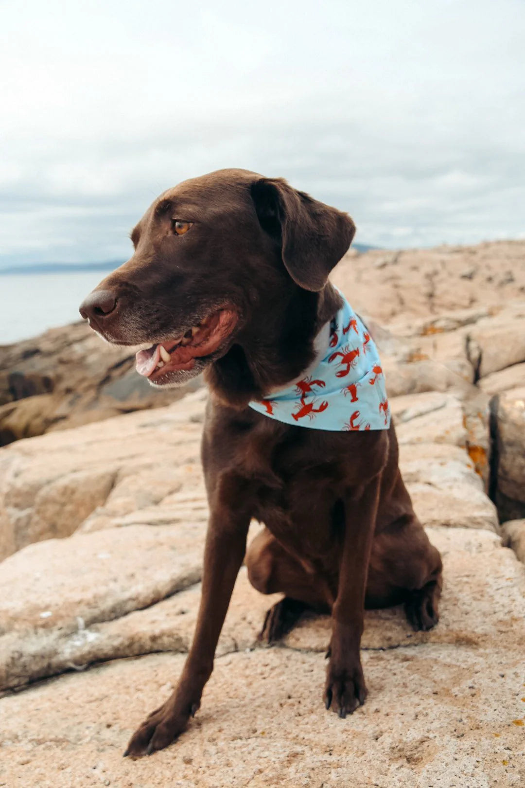 Pet Bandana, Cape Charles (Small))